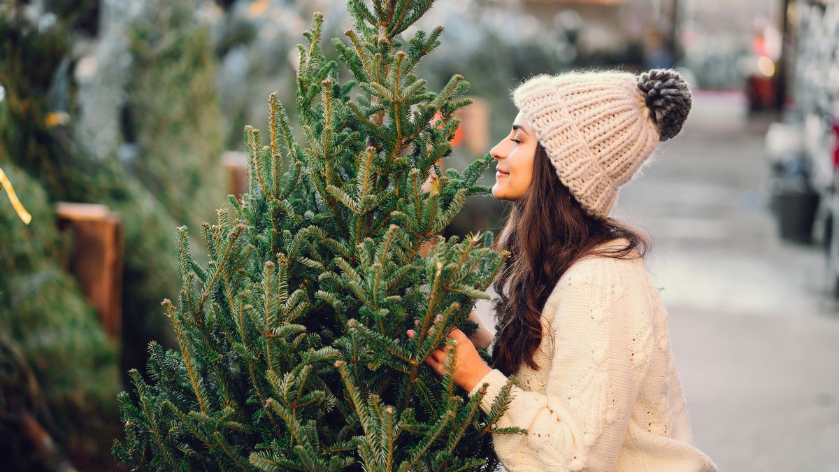 Musisz koniecznie wiedzieć to przed wyborem choinki.