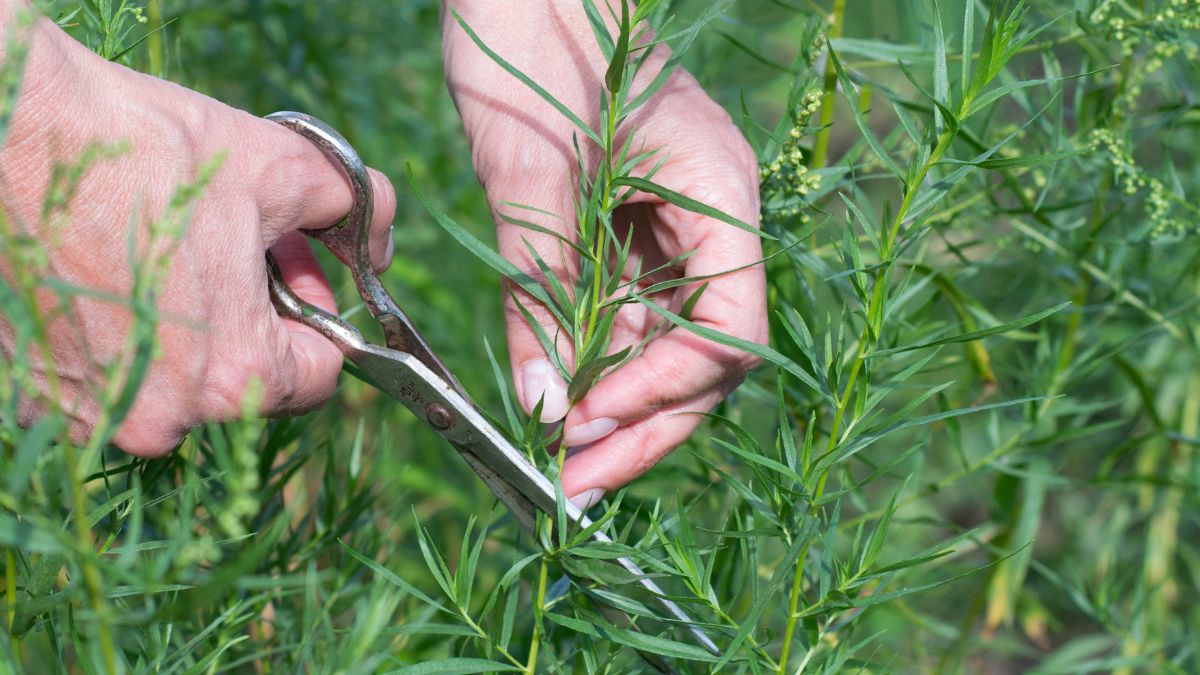 Estragon nazywany jest królem przypraw