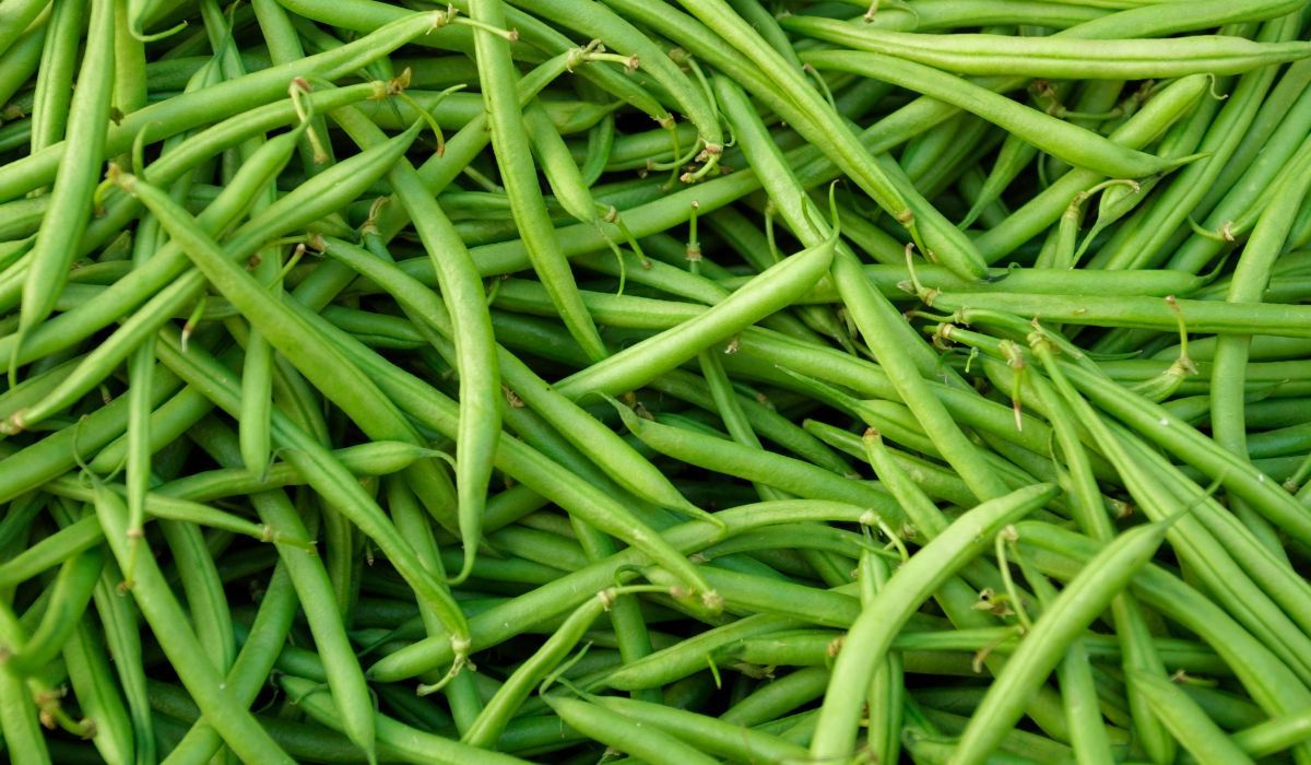 Fasolka szparagowa to jedno z najpopularniejszych sezonowych warzyw - Pyszności; Foto Canva.com