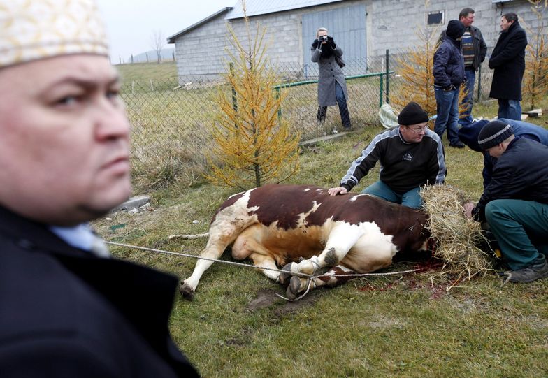 Zakaz uboju rytualnego kosztował polskich rolników miliard złotych rocznie