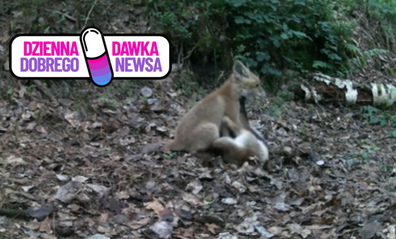 Liski bawiły się w lesie. Nagle jeden zauważył kamerę