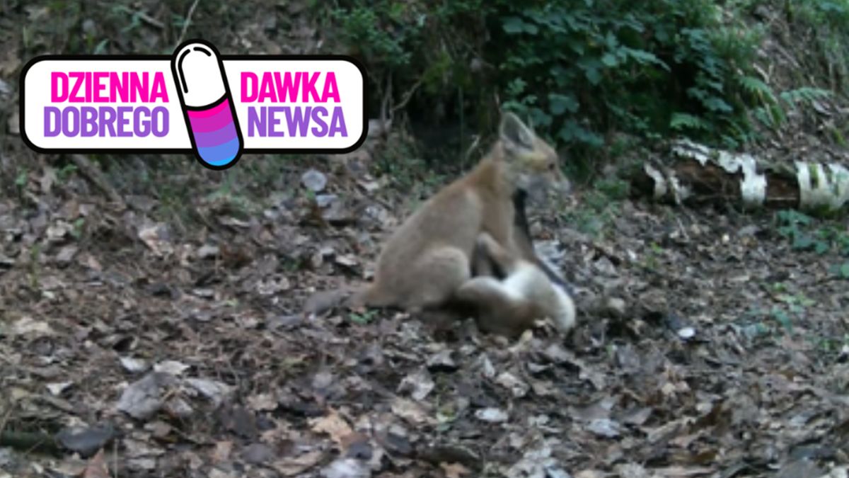  Młode liski beztrosko się bawiły w lesie