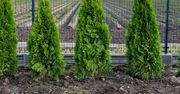Jak blisko płotu można sadzić tuje? Ani centymetra bliżej
