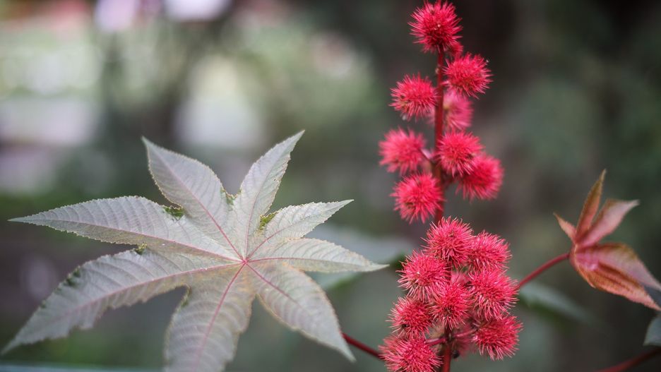 Rącznik pospolity (Ricinus communis) w Ogrodzie Botanicznym Uniwersytetu Jagiellońskiego w Krakowie