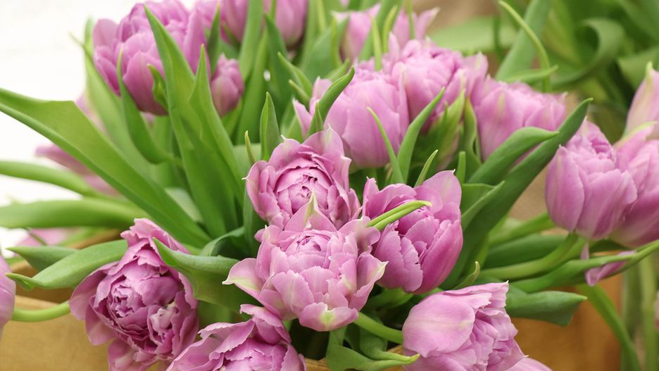 Dzień Kobiet. Życzenia na Dzień Kobiet