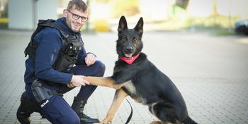 Piła: Pilnie potrzebna była psia krew. Niko oddał ją dla innego psa