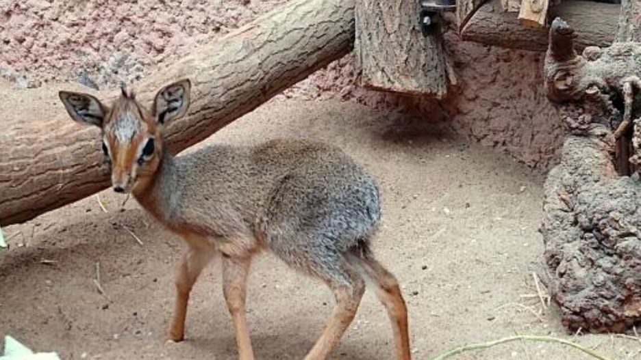 Dikdik