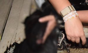 Pies przywiązany do haka. Za kierownicą pijana kobieta