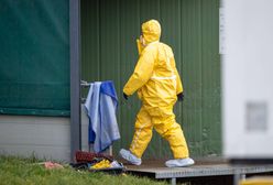 Podrzucony dzik z ASF w Polsce. "Nie wykluczamy sabotażu"