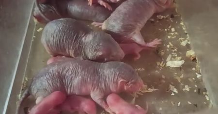 Warszawa. U golców wszystko gra. Pierwsze pokolenie przyszło na świat w zoo