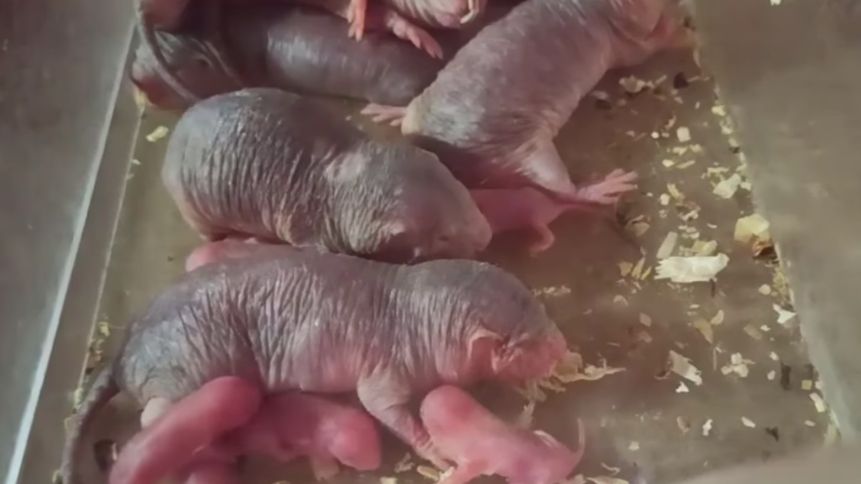 Warszawa. Pierwsze pokolenie warszawskich golców w stołecznym ogrodzie zoologicznym. To taki kret, tylko żyjący w Afryce