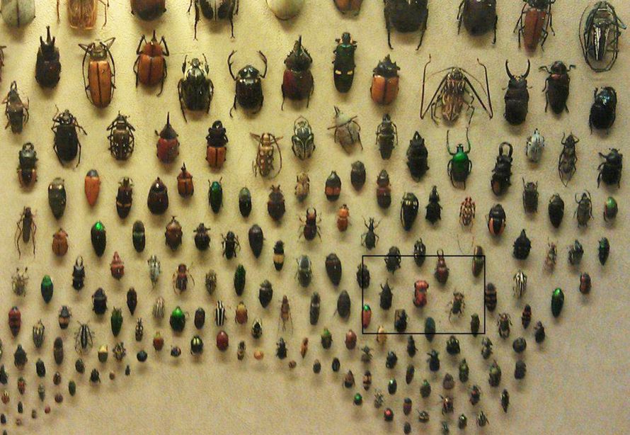 Zobacz, co umieścili na tablicy z insektami. Dobrze się przypatrz