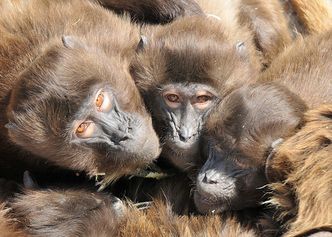 Małpy bonobo potrafią pocieszać. Także seksualnie