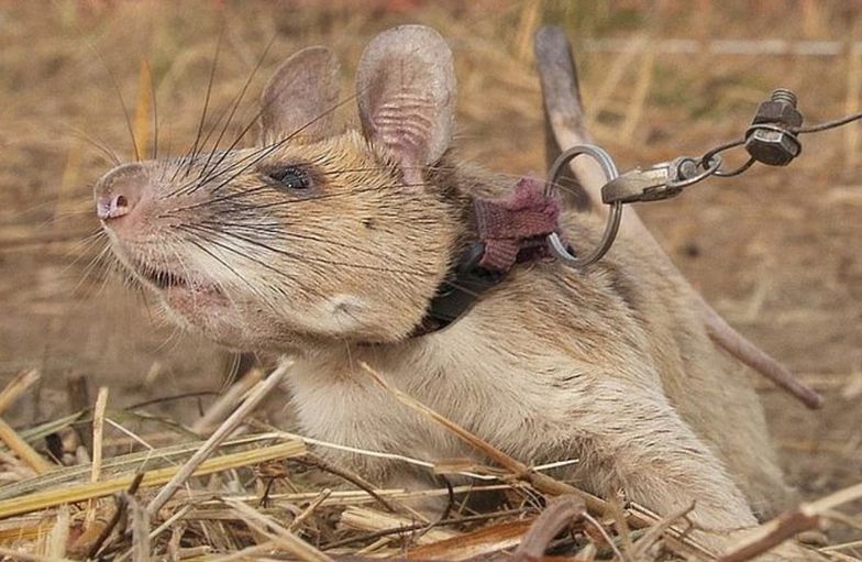 Nie żyje słynny szczur. Magawa przez 5 lat ratował ludzi przed śmiercią