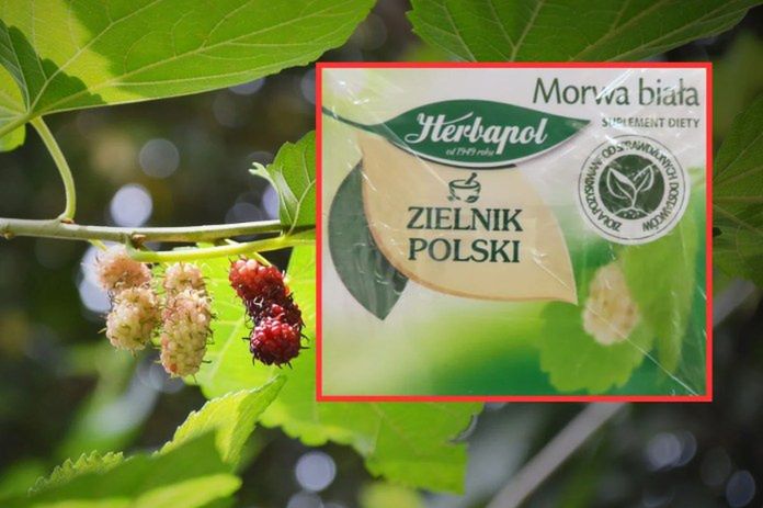 GIS ostrzega! Niebezpieczna partia herbatki ziołowej z Salmonellą