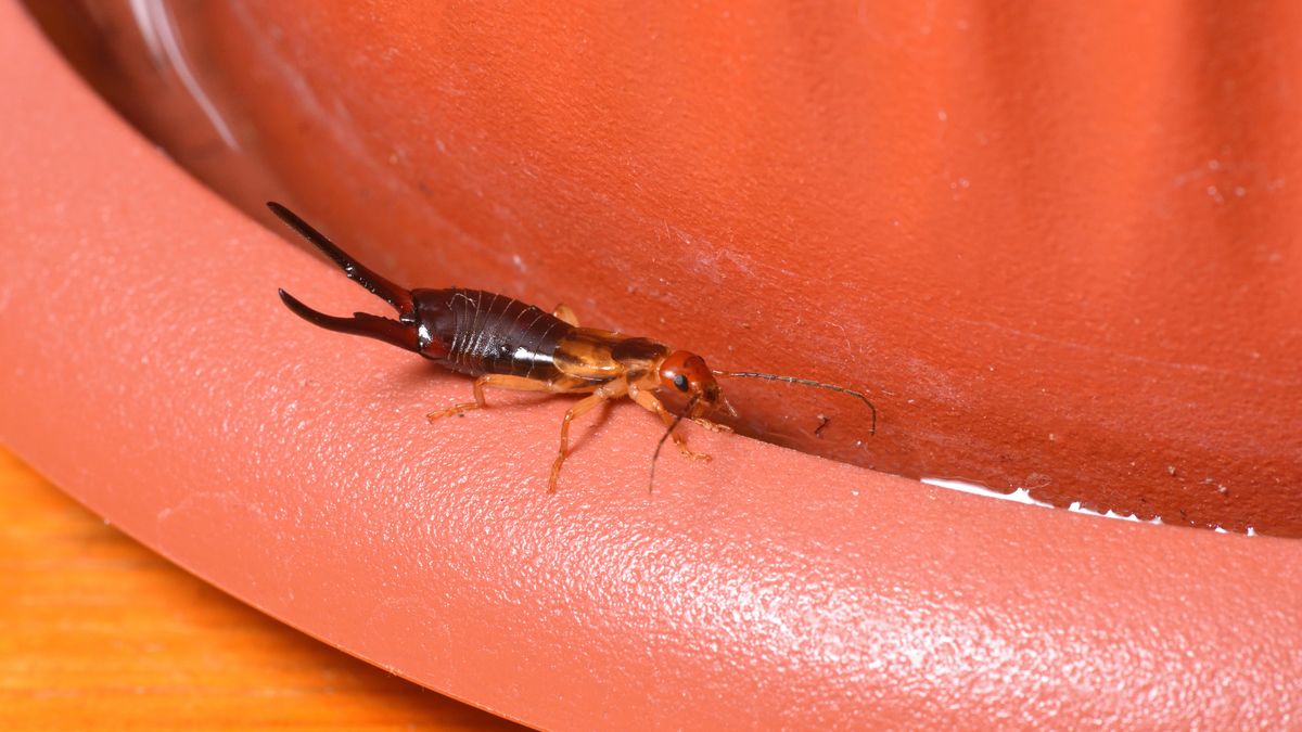 Szczypawki w wielu osobach budzą lęk - zdjęcie ilustracyjne