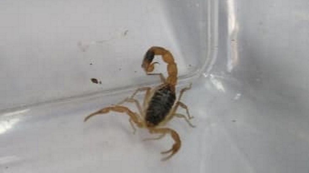  W kurtce, która miała trafić do klienta pracownica sklepu znalazła żywego skorpiona. 