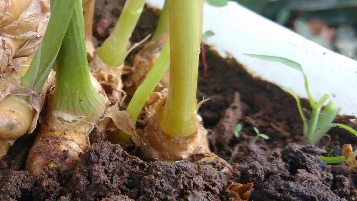Wystarczy włożyć korzeń do doniczki z ziemią. Zbiór będzie obfity