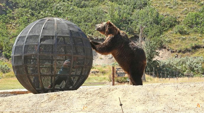 Człowiek kontra niedźwiedź