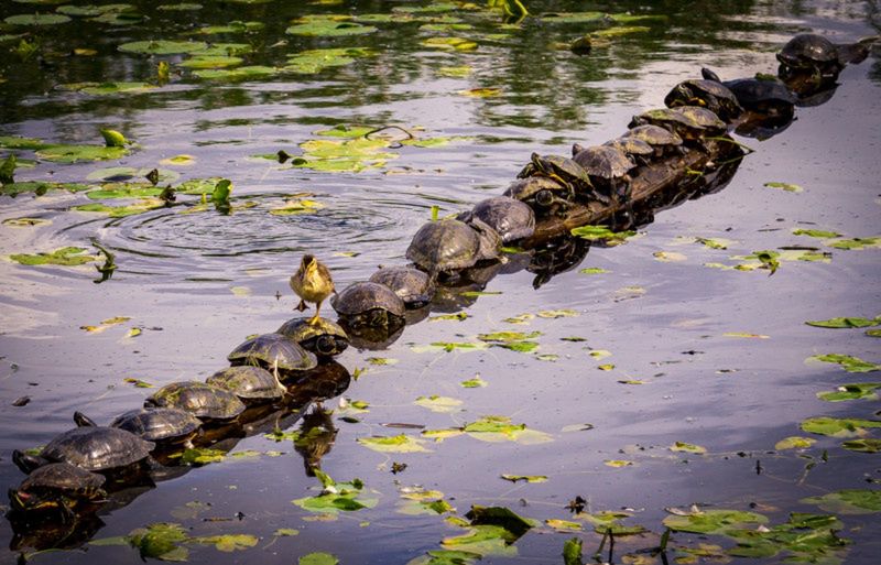 "Excuse Me… Pardon Me!"