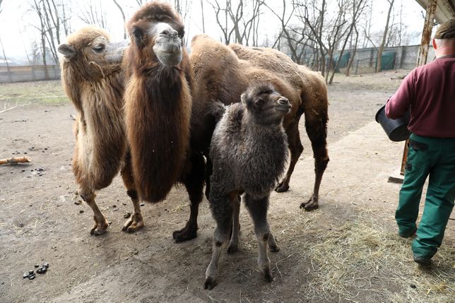 Mały wielbłąd w warszawskim zoo