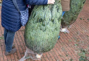 Nagminny błąd po zakupie choinki. Od razu straci wszystkie igły