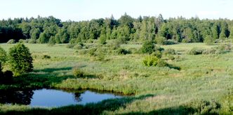 PO chce, by cała Puszcza Białowieska była objęta ochroną