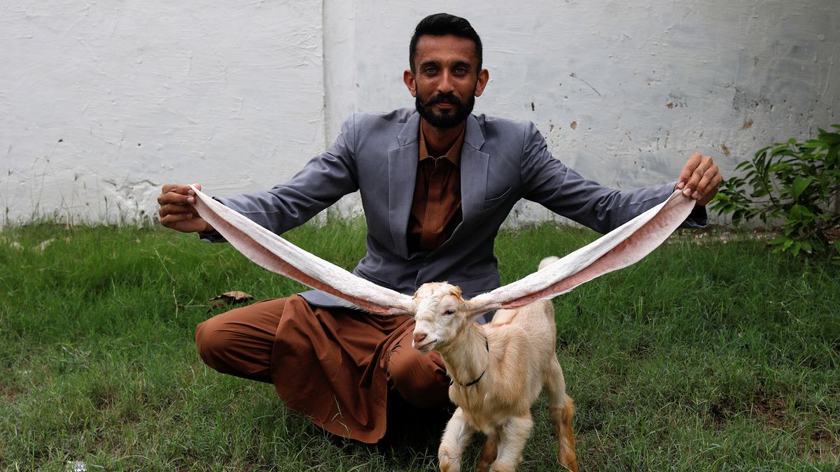 Dostrzegł ją fotograf Reutera. Ta kózka z wielkimi uszami robi furorę 1