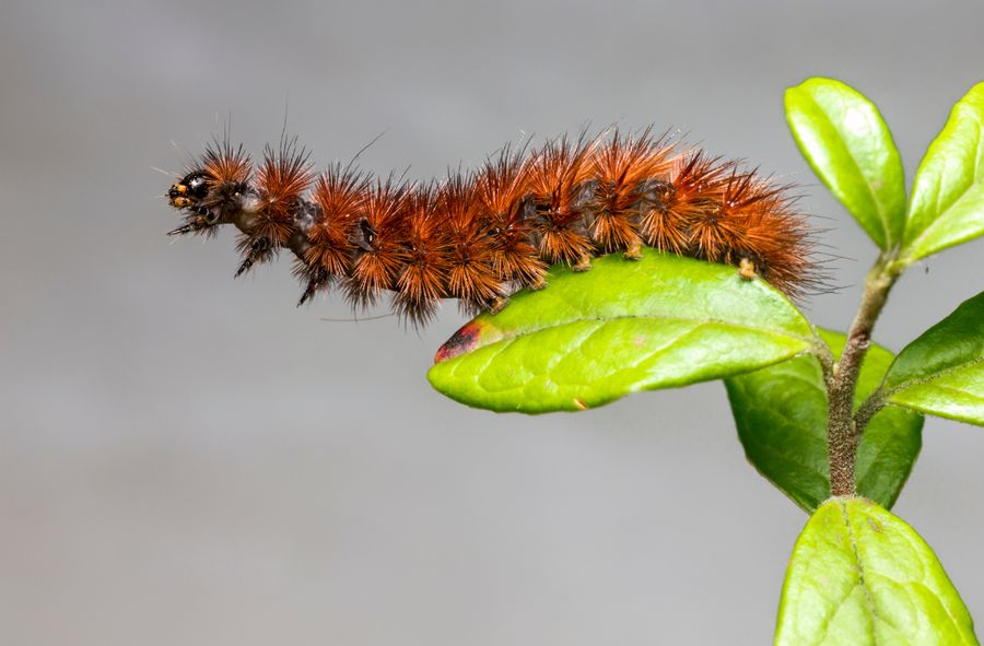 Caterpillar invasion in Poland. Beware of their urticating hairs