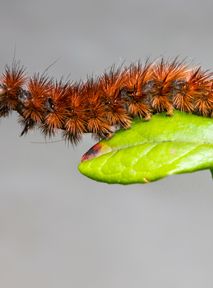 Caterpillar invasion in Poland. Beware of their urticating hairs