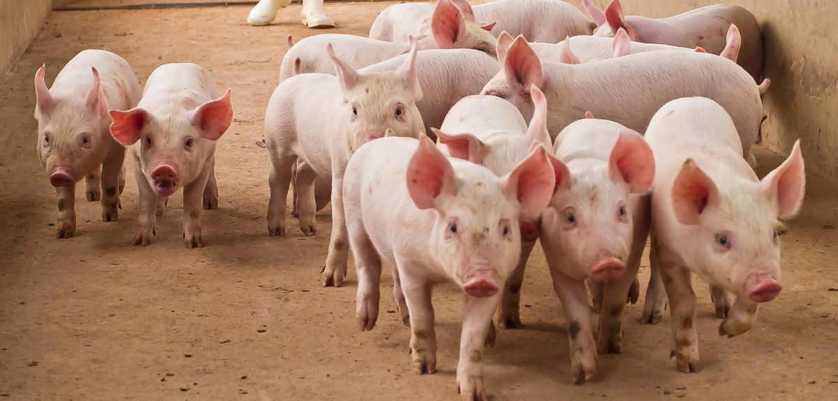 ASF w Polsce 2025: kolejne ognisko potwierdzone. Dowiedz się gdzie