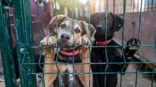 Radom: Teatr Powszechny prowadzi zbiórkę darów dla schroniska dla zwierząt