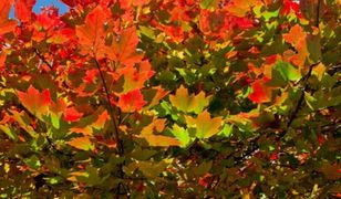 Październik - oto, co przynosi w polskiej pogodzie