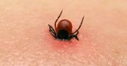 Kleszcze nie gryzą wszystkich tak samo