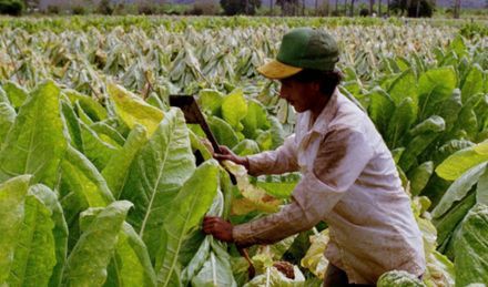 70 tysięcy plantatorów tytoniu może stracić pracę