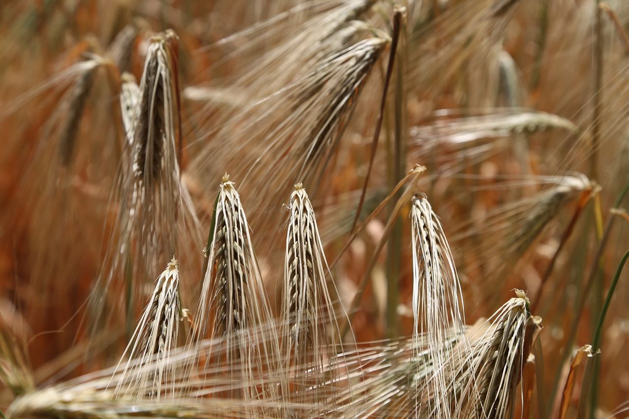 Jak wygląda dieta bezglutenowa? Fot. Pixabay