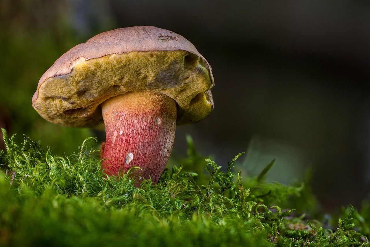 Borowiki pojawiły się w lasach. Fot. Pixabay
