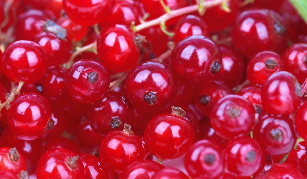 Owoce czerwonej porzeczki są niezwykle smaczne - Pyszności; Foto canva.com
