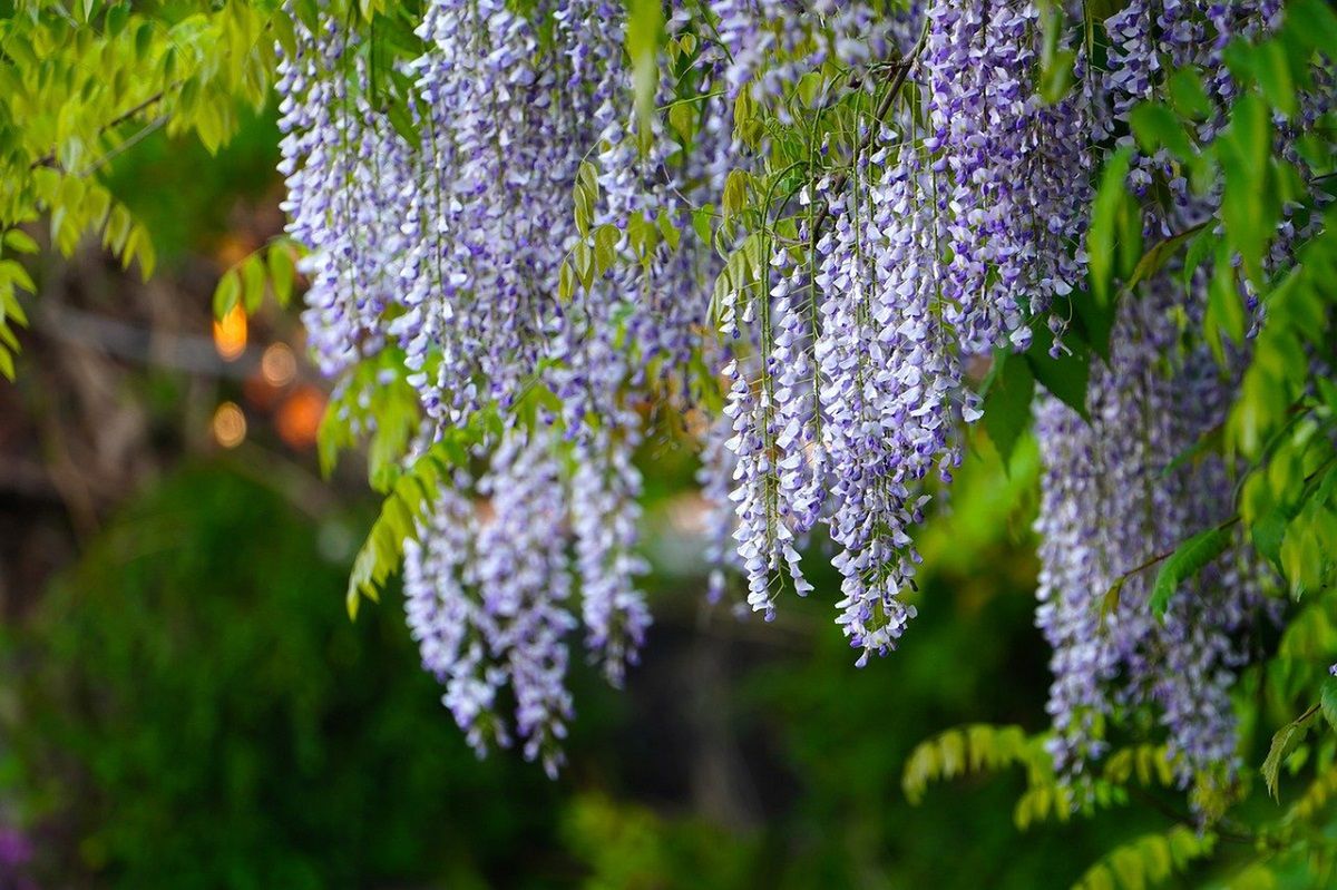 Kiedy przycinać wisterię? fot. Pixabay