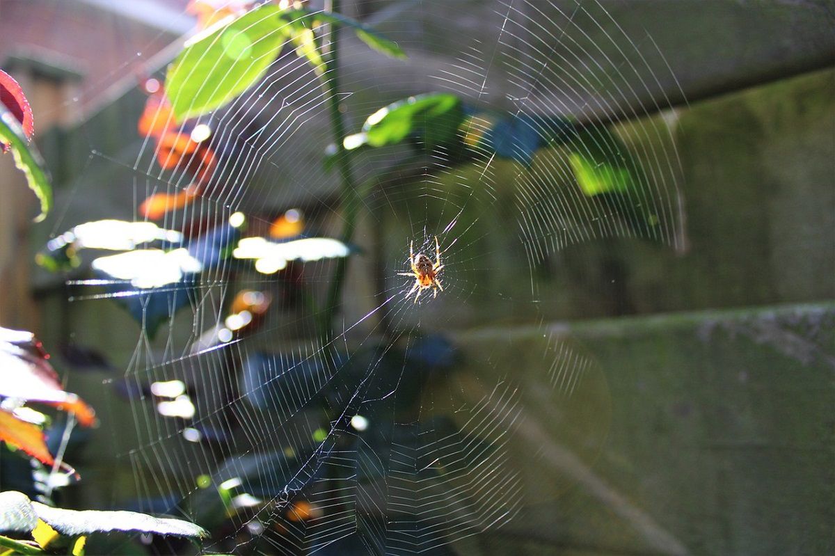 Spray na pająki zrobisz z 1 produktu. Fot. Pixabay