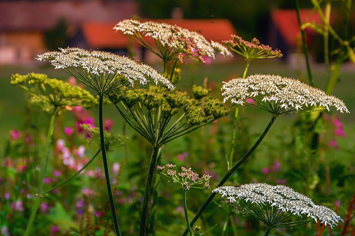 Warto dodać krwawnik do oprysków na choroby i szkodniki. Fot. Pixabay