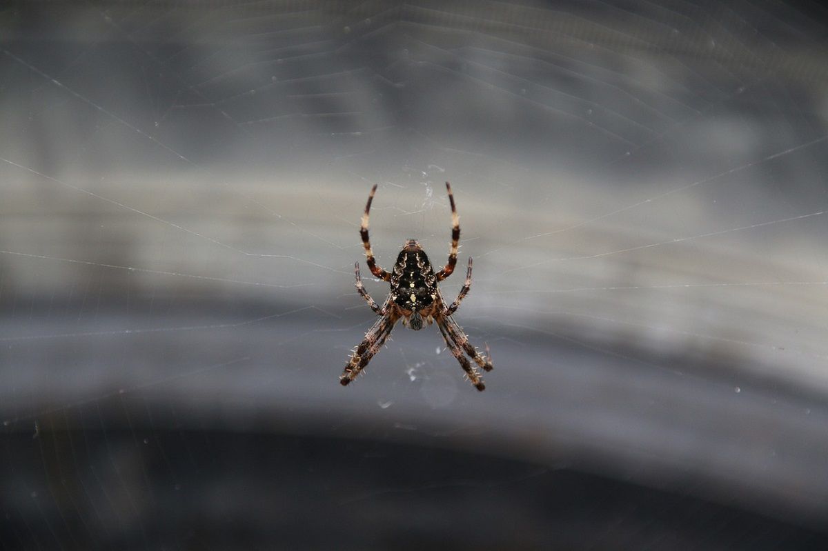Spray na pająki z kwasku cytrynowego kosztuje grosze. Fot. Pixabay