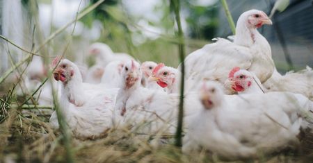 Zielone Fermy Wipasz S.A. odchowują kurczęta bez antybiotyków i GMO