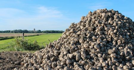 Produkcja cukru pod dużą presją kosztową. Dobre zbiory buraka nie przełożą się na spadek cen