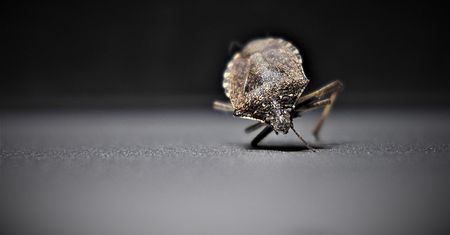 Korea Południowa w obliczu plagi pluskiew. Akcja zaradcza władz