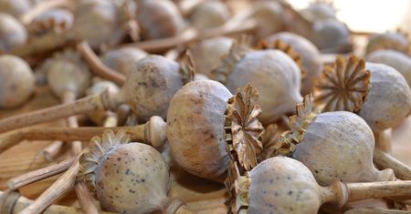Birma prześciga Afganistan jako główny producent opium