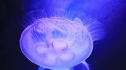 Meduza - charakterystyka, występowanie, budowa, żywienie, oparzenia