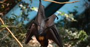 Wirus Nipah budzi alarm w Kerali: walka z zagrożeniem zdrowotnym