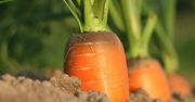 Rolnictwo wertykalne. Przyszłość produkcji żywności?