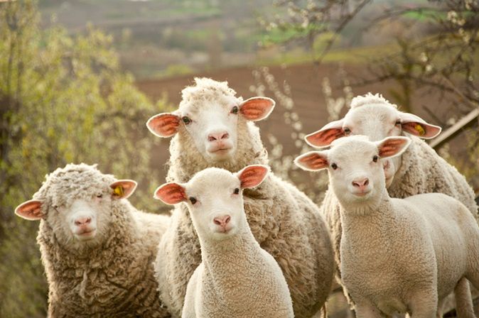 Zdjęcie owiec pochodzi z serwisu shutterstock.com